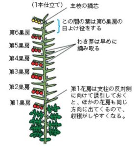 トマトは初心者の放置栽培でも楽しめます ポイントは６つ有り なお父さんのブログ